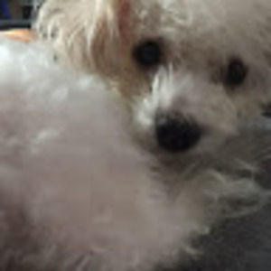 Meet your Posher, Yvette